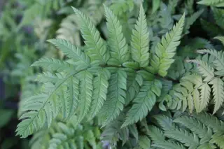 Polystichum rigens