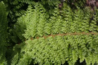 Polystichum setiferum 'Baldwinii'