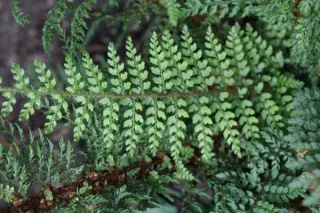Polystichum setiferum ex 'Bland'