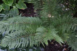 Polystichum setiferum 'Green Lace'