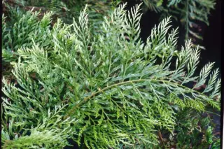 Polystichum setiferum 'Green Lace'