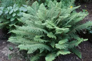Polystichum setiferum 'Herrenhausen' (Echt)