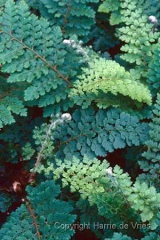 Polystichum setiferum 'Iveryanum'