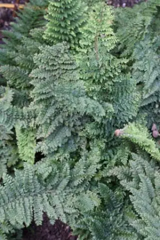 Polystichum setiferum 'Plumosomultilobum' (Sporen)