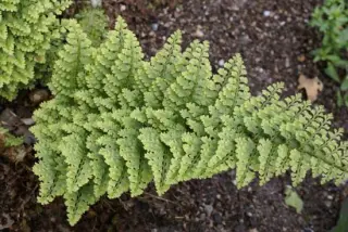 Polystichum setiferum 'Plumosomultilobum'