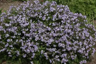 Polemonium 'Sonia's Bluebell'