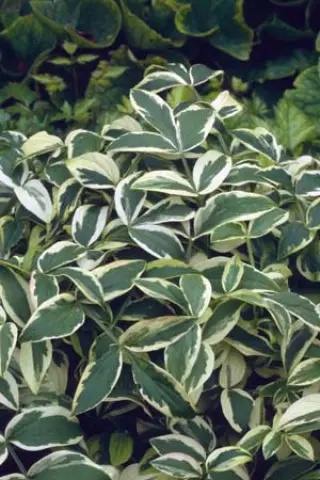 Polemonium 'Stairway To Heaven'