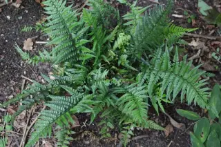Polystichum tsus-simense