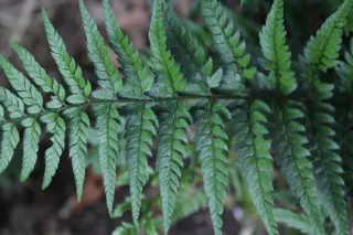 Polystichum tsus-simense