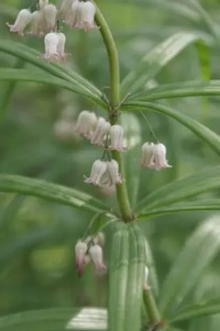 Polygonatum verticillatum rubrum