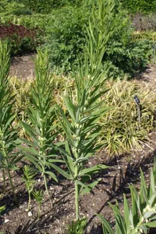 Polygonatum verticillatum 'Serbian Dw.'