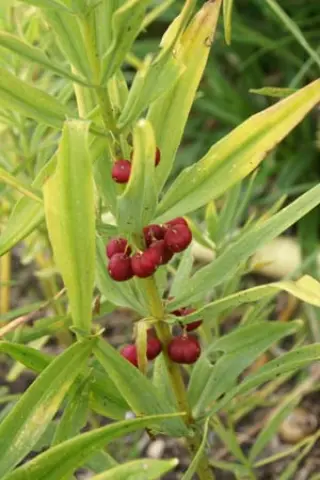 Polygonatum verticillatum 'Serbian Dw.'