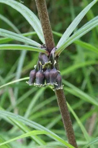 Polygonatum verticillatum