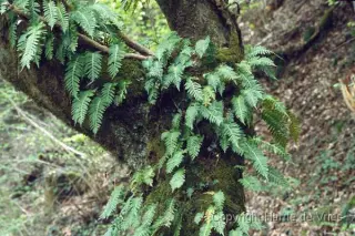 Polypodium vulgare