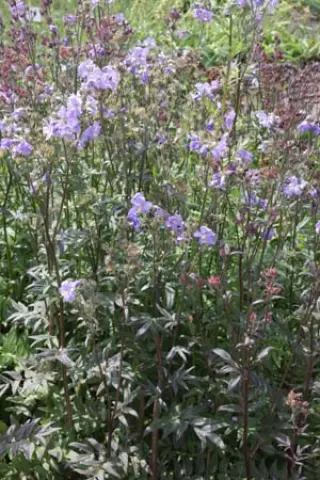 Polemonium yezoense 'Purple Rain Strain'