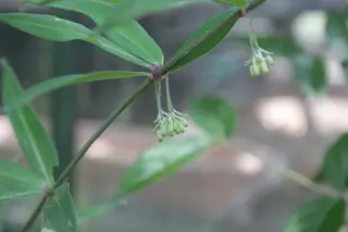 Polygonatum zanlanscianense