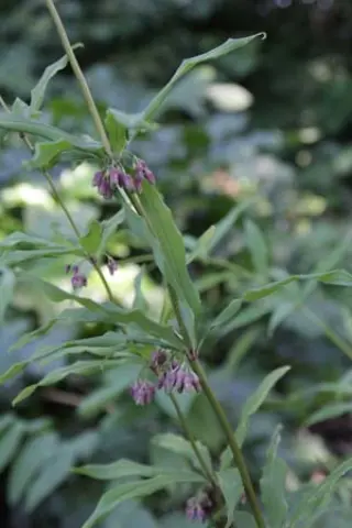 Polygonatum zanlanscianense