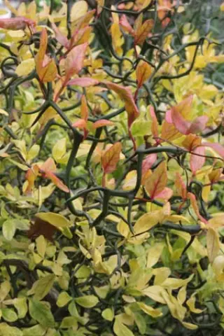 Poncirus trifoliata ex 'Flying Dragon'