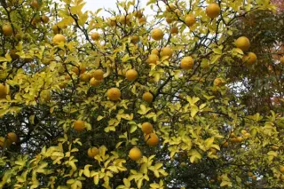 Poncirus trifoliata