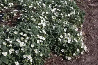 Potentilla alba