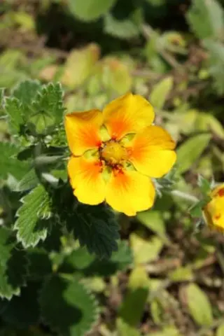Potentilla argyrophylla 'Orange Crush'
