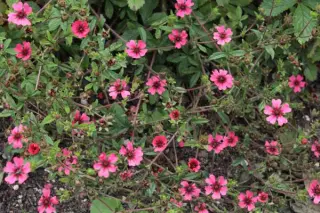 Potentilla 'Craigieburn Cochineal'