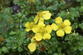 Potentilla eriocarpa