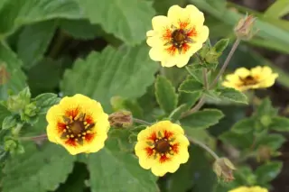 Potentilla 'Esta Ann'