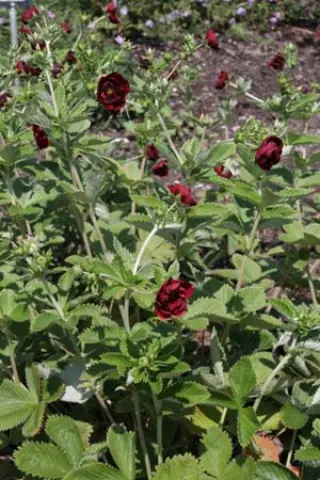 Potentilla 'Etna'