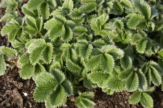 Potentilla 'Flamenco'