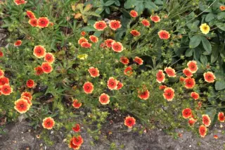 Potentilla nepalensis 'Flammenspiel'