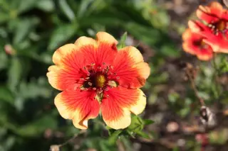 Potentilla nepalensis 'Flammenspiel'