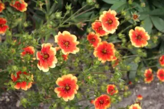 Potentilla nepalensis 'Flammenspiel'