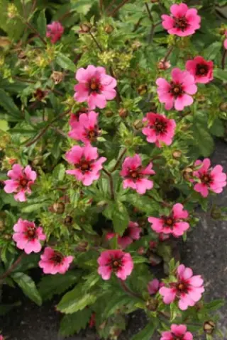 Potentilla nepalensis 'Helen Jane'