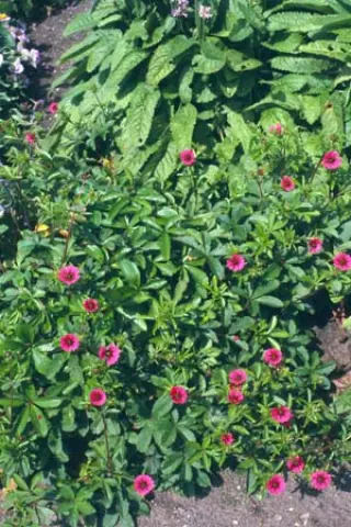 Potentilla nepalensis 'Ron Mcbeath'