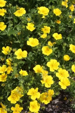 Potentilla pyrenaica