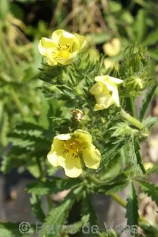 Potentilla recta var. sulphurea