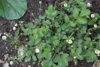 Potentilla rupestris 'Nana'