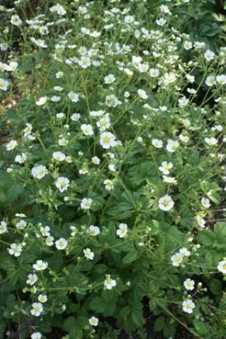 Potentilla rupestris (was P. recta 'Alba')
