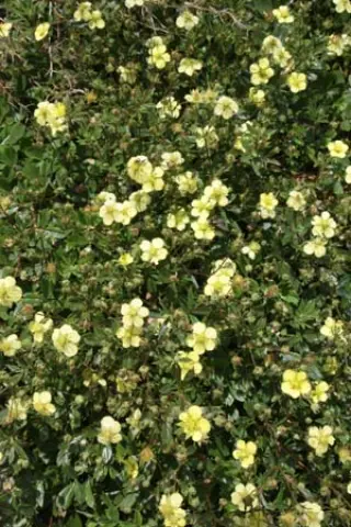 Potentilla tridentata 'Lemon Mac'