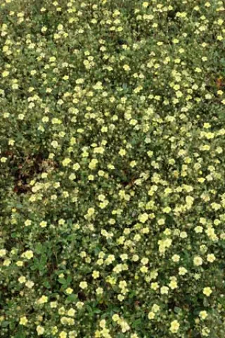 Potentilla tridentata 'Lemon Mac'