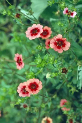 Potentilla 'Twinkling Star'