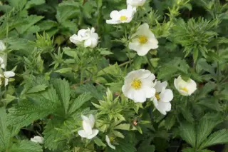Potentilla 'Voghue'