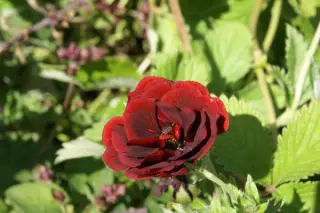 Potentilla 'Volcan'