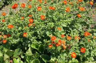 Potentilla 'William Rollinson'