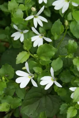 Pratia angulata