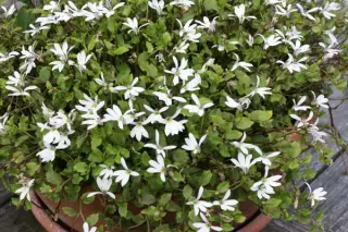 Pratia angulata