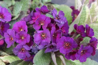 Primula 'Amethyst Cowichan'