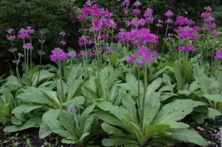 Primula beesiana
