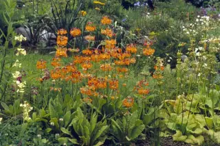 Primula bulleyana